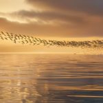 How migratory birds navigate across continents.