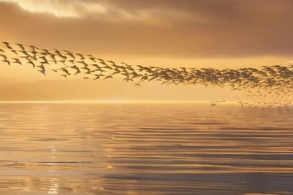 How migratory birds navigate across continents.