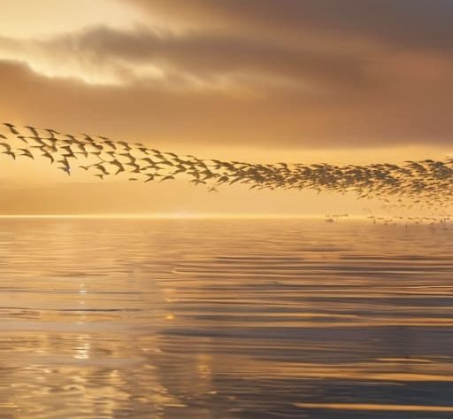 How migratory birds navigate across continents.