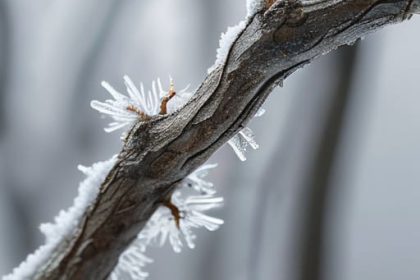How to identify trees in winter.