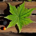 Complete guide to identifying trees and plants.